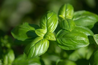 Bahçede taze organik fesleğen (Ocimum bazilikum)