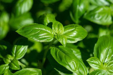 Bahçede taze organik fesleğen (Ocimum bazilikum)