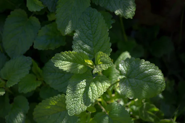 Świeży Organiczny Balsam Cytrynowy Melissa Officinalis Ogrodzie — Zdjęcie stockowe