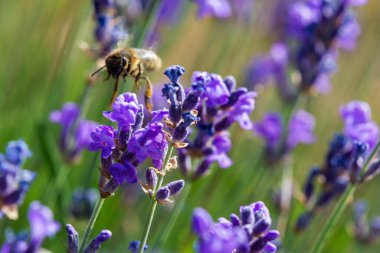 Yabani lavanta çiçekleri üzerinde uçan bal arısı, Hautes-Alpes, Fransa