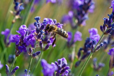 Bal arısı vahşi lavanta çiçekleri arıyor, Hautes-Alpes, Fransa