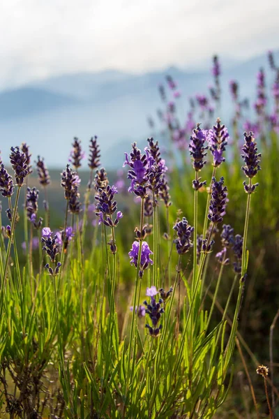 Flores Lavanda Silvestre Nas Montanhas Hautes Alpes França — Fotografia de Stock