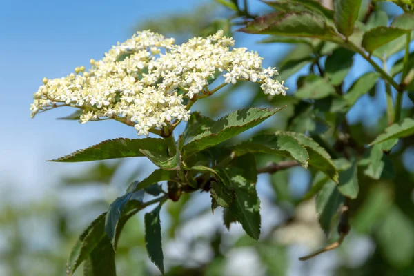 サンブカス ニグラ 黒エルダーベリー の最初の花 — ストック写真