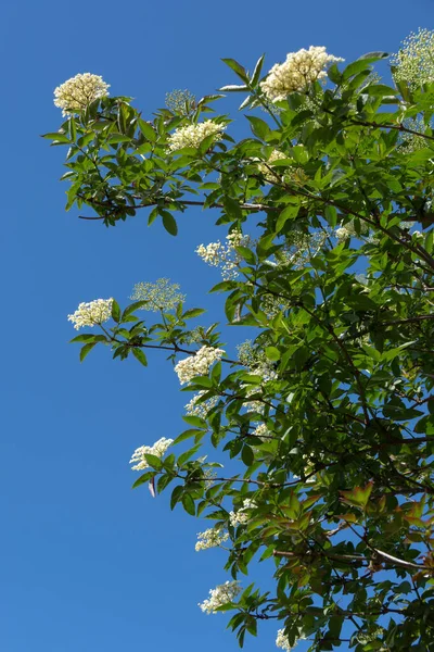 サンブカス ニグラ 黒エルダーベリー の最初の花 — ストック写真