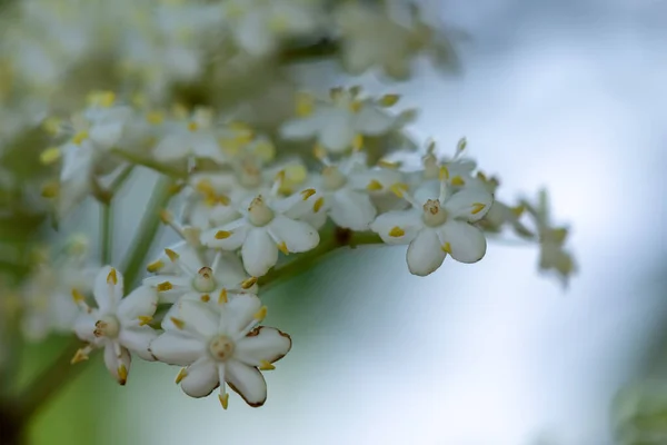 Белые Цветы Sambucus Nigra Черная Бузина Снимок Сверху — стоковое фото