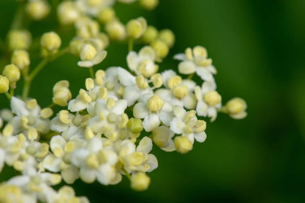 Белые Цветы Sambucus Nigra Черная Бузина Снимок Сверху — стоковое фото
