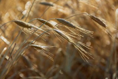 Şafakta bir tarlada organik büyü (Triticum spelta) kulakları
