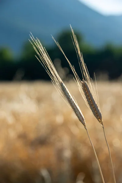 黎明时分田里喷出的有机木耳 Triticum Spelta — 图库照片