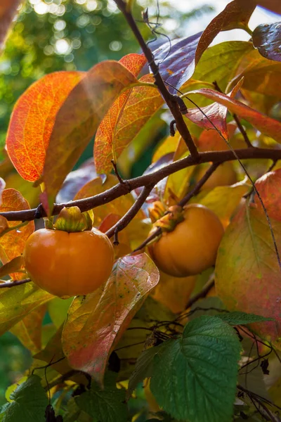 Frutta Cachi Albero Diospyros Kaki Autunno — Foto Stock