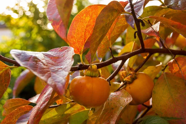 Frutta Cachi Albero Diospyros Kaki Autunno — Foto Stock