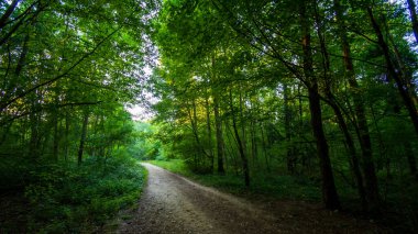 Bois de Meudon 'daki orman yolu, Clamart, Fransa