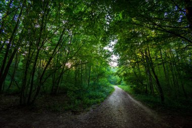 Bois de Meudon 'daki orman yolu, Clamart, Fransa