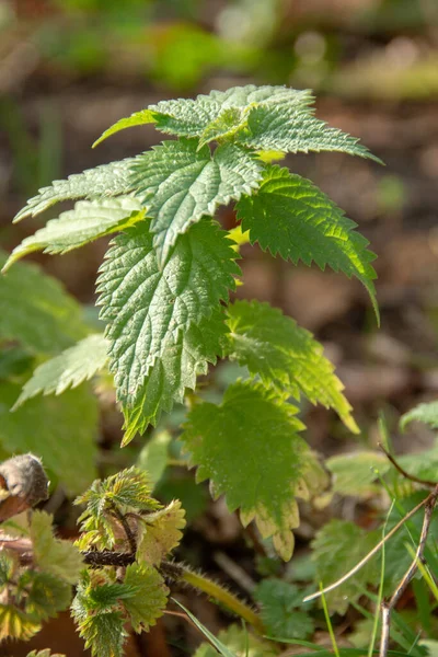 Pokrzywa Urtica Dioica Jesienią — Zdjęcie stockowe