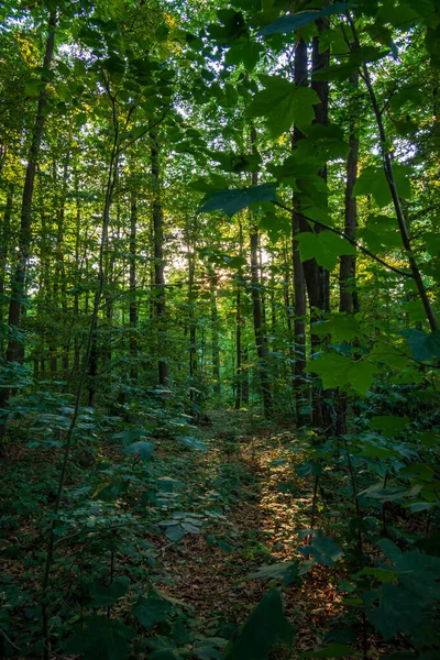 Jeunes Arbres Dans Bois Meudon Clamart France — Photo