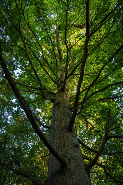 Chêne Centenaire Dans Bois Meudon Clamart France — Photo