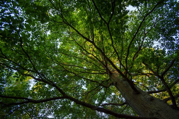 Chêne Centenaire Dans Bois Meudon Clamart France — Photo