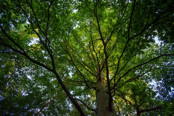 Chêne Centenaire Dans Bois Meudon Clamart France — Photo
