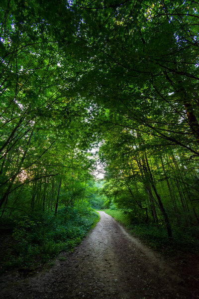 Forest path in the Bois de Meudon, Clamart, France