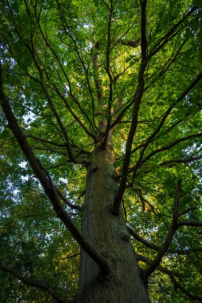 Century Old Oak Tree Bois Meudon Clamart France Stock Image