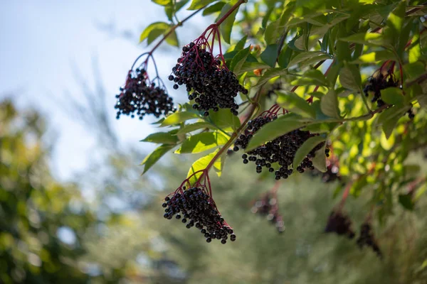 Bacche Sambucus Nigra Sambuco Nero Grappoli Frutta Appesi Albero — Foto Stock