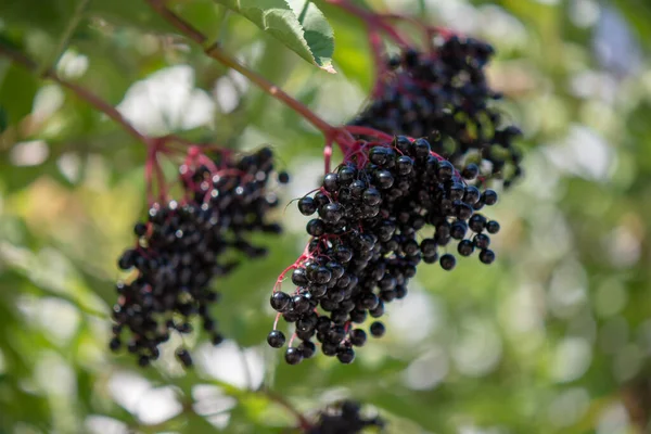 Beeren Von Sambucus Nigra Schwarzer Holunder Fruchtstände Hängen Einem Baum — Stockfoto