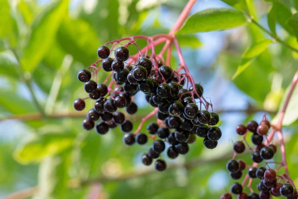 Bacche Sambucus Nigra Sambuco Nero Grappolo Frutta Appeso Albero — Foto Stock