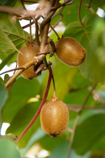 Fruto Kiwi Árbol Actinidia Deliciosa Otoño —  Fotos de Stock