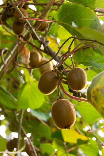 Kiwifrukt Ett Träd Actinidia Deliciosa Hösten — Stockfoto