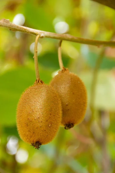 Dva Plody Kiwi Stromě Actinidia Deliciosa Podzim — Stock fotografie
