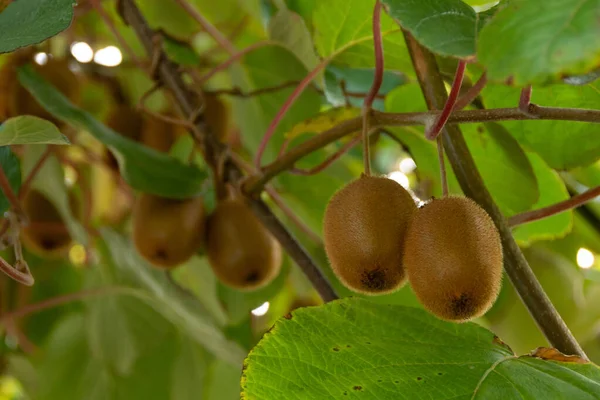 Kiwi Ovoce Stromě Actinidia Deliciosa Podzim — Stock fotografie