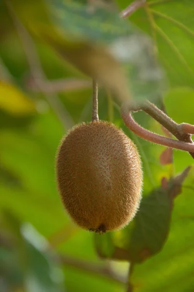 Kiwi Albero Actinidia Deliciosa Autunno — Foto Stock