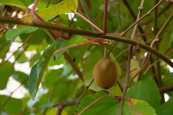 Kiwifrukt Ett Träd Actinidia Deliciosa Hösten — Stockfoto