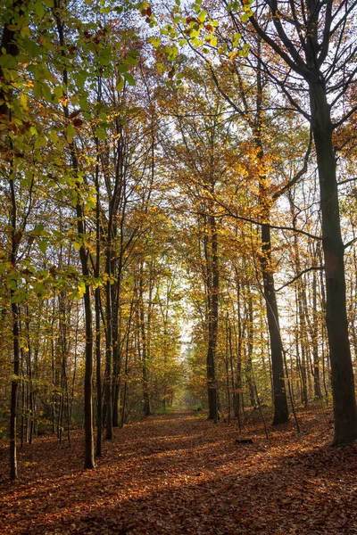 Couleurs Automne Dans Forêt Par Une Journée Ensoleillée Meudon France — Photo