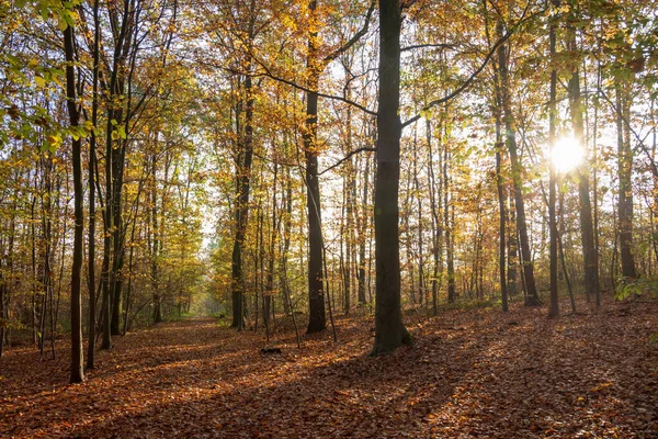 法国梅敦 一个阳光灿烂的日子 森林里的秋天的色彩 — 图库照片