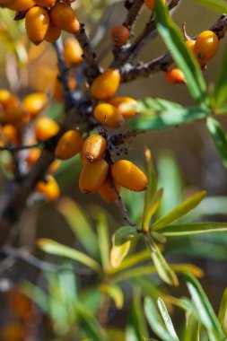 Ağacın üzerinde bulunan deniz karides (Hippophae rhamnoides), C vitamini, flavonoid ve antosiyanin açısından zengin ve tıbbi özellikleriyle ünlüdür. Güney Alpleri, Fransa