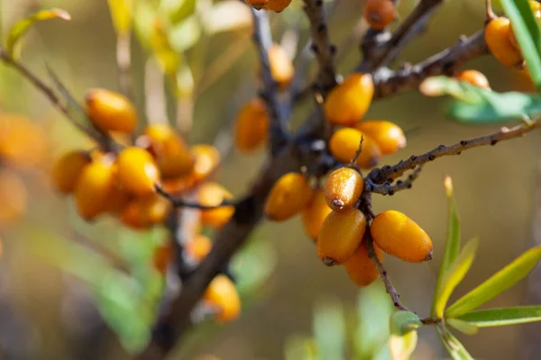 Plody Rakytníku Stromě Hippophae Rhamnoides Bohaté Vitamín Flavonoidy Antokyany Proslulé — Stock fotografie