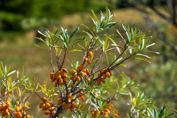 Tengeri Homoktövis Bogyók Fán Hippophae Rhamnoides Gazdag Vitamin Flavonoidok Antocianinok — Stock Fotó