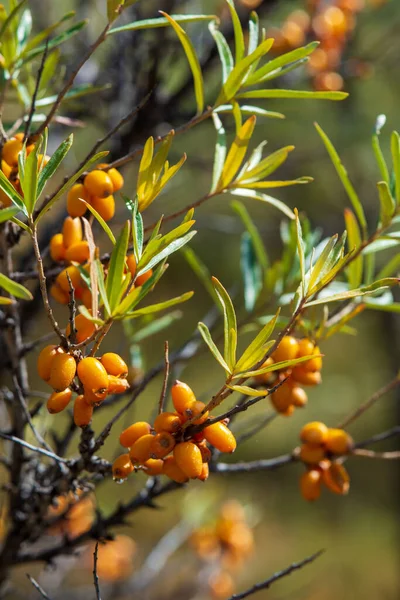 Bacche Olivello Spinoso Sull Albero Hippophae Rhamnoides Ricche Vitamina Flavonoidi — Foto Stock