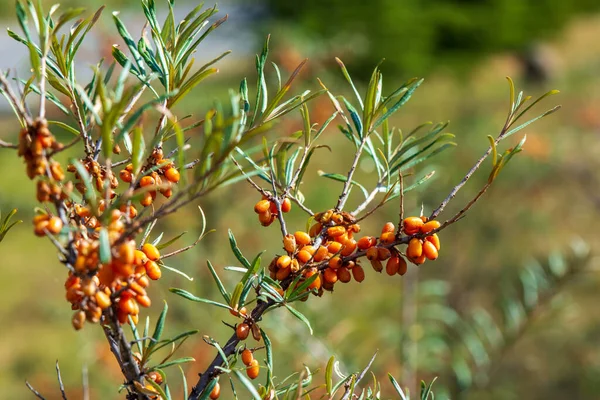 Bacche Olivello Spinoso Sull Albero Hippophae Rhamnoides Ricche Vitamina Flavonoidi — Foto Stock