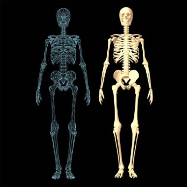 Beyaz arkaplanda insan kemikleri ortopedik ve iskelet simgesi, insan eklemlerinin kemik x-ray görüntüsü, anatomi iskelet düz tasarım vektör çizimi.