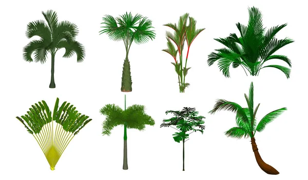 Set Palmbomen Geïsoleerd Witte Achtergrond — Stockvector