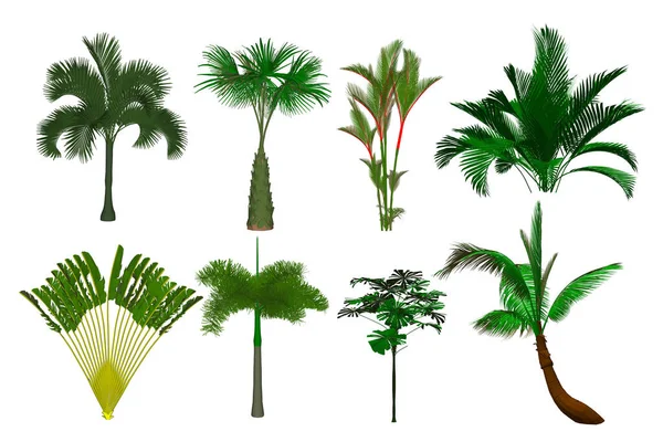 Set Palmbomen Geïsoleerd Witte Achtergrond — Stockvector