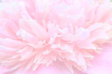 soyut çiçek arka plan narin pembe şakayık yaprakları, bulanık odaklanmamış, pastel ve yumuşak çiçek kartı