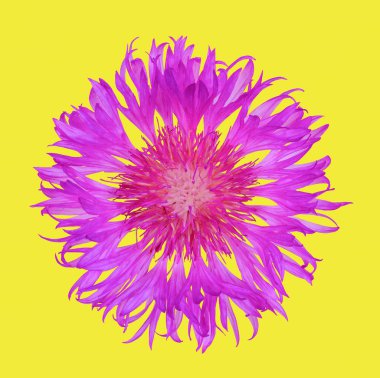 çiçek peygamber çiçeği, sarı zemin üzerine izole üstten görünüm kapatmak düz lay