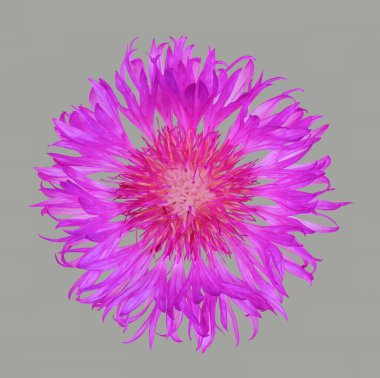 çiçek peygamber çiçeği, gri arka plan üzerinde izole üstten görünüm kapatmak düz lay