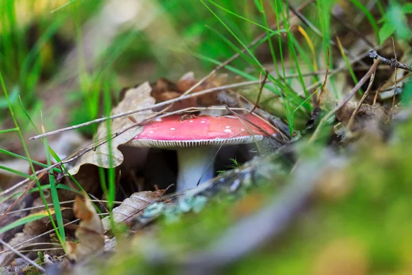 Cogumelo Vermelho Comestível Russula Escondido Sob Folhas Secas — Fotografia de Stock