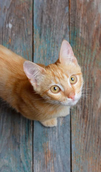 Retrato Jovem Gato Vermelho Vista Superior — Fotografia de Stock