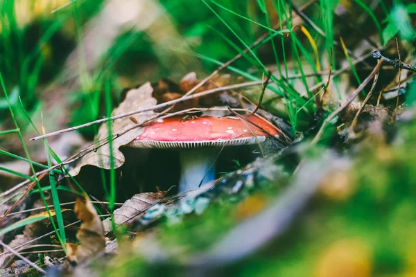 Cogumelo Vermelho Comestível Russula Escondido Sob Folhas Secas — Fotografia de Stock