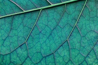 hafif mavi soyut makro doku yaprak yakın çekim