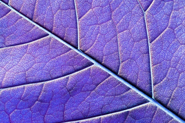 Blue Abstract Macro Texture Leaf Close — Stock Photo, Image